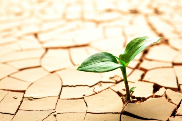 success sprout coming out of cracked earth